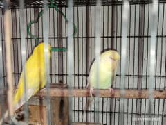 exhibition red eyes breader pair with cage