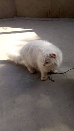 persian cat cat far sale 1 year age 0