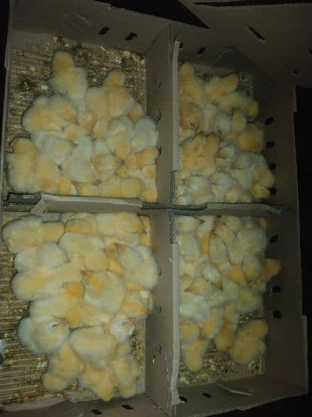 golden misri chicks or broiler chicks 2