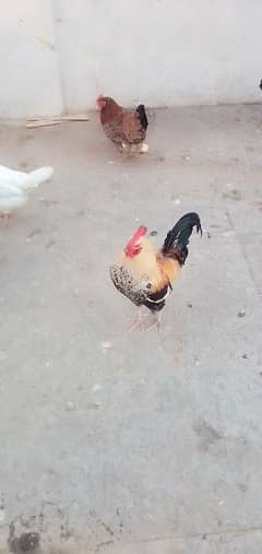 Misri  and Desi Hens