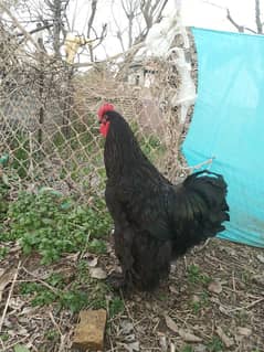 Fancy, Blacks bantams hens