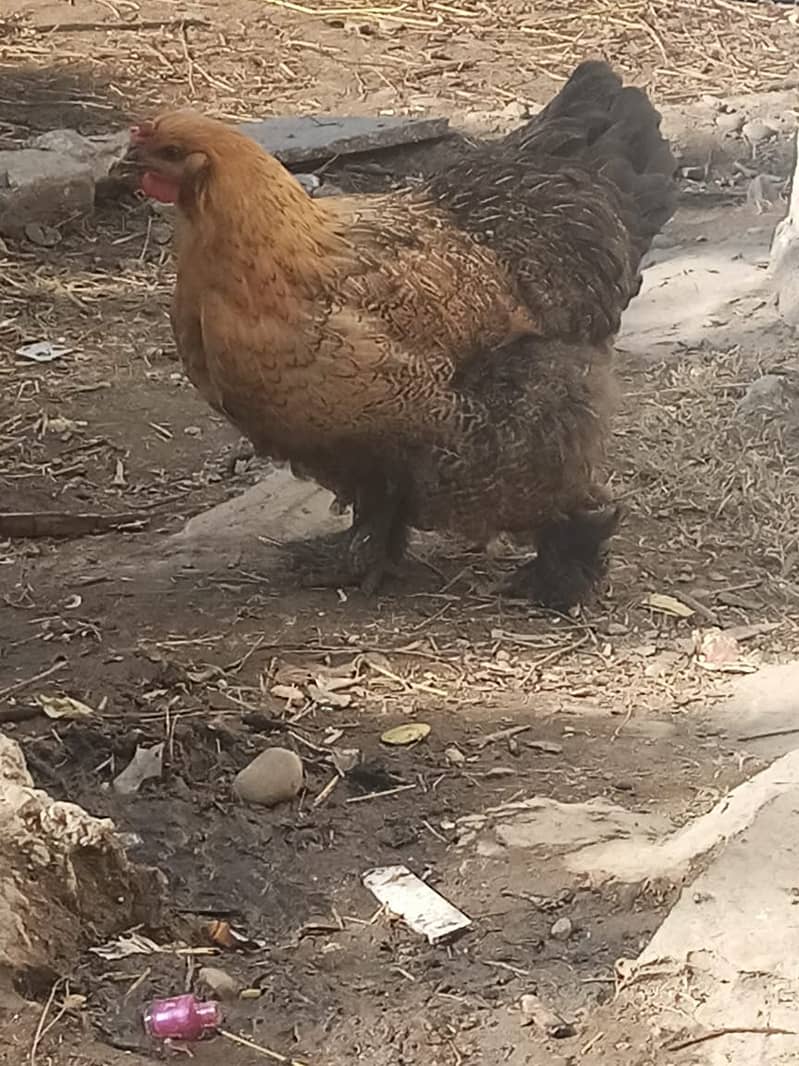 Fancy, Blacks bantams hens 2