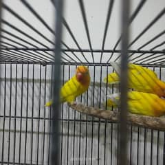 lotino