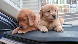 golden retriever puppy for sale