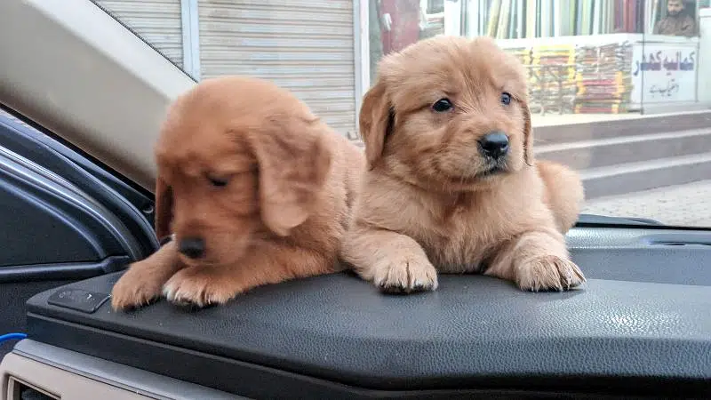 golden retriever puppy for sale — photo 2