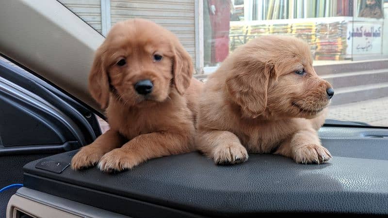 golden retriever puppy for sale 1