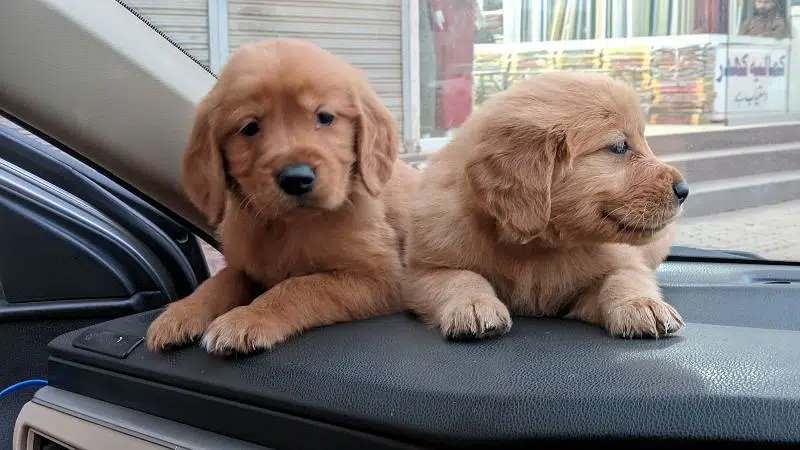 golden retriever puppy for sale