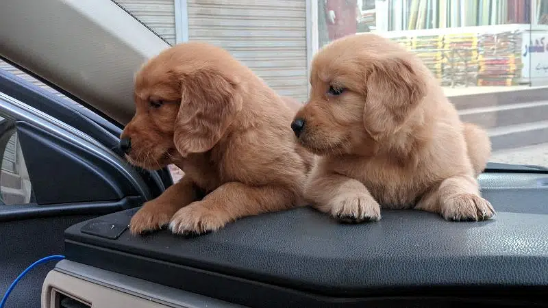 golden retriever puppy for sale — photo 3