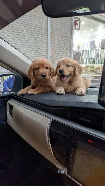 golden retriever puppy for sale — photo 4