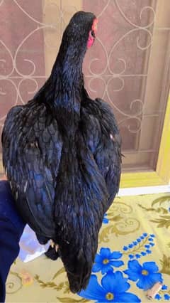 Aseel black hen