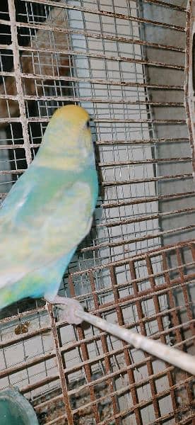 Rainbow mutations budgies Male