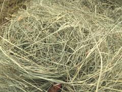 Rhodes Grass Square Bales For Sale