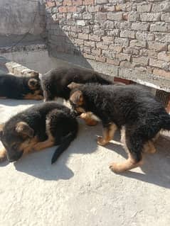 German shepherd triple coated pups