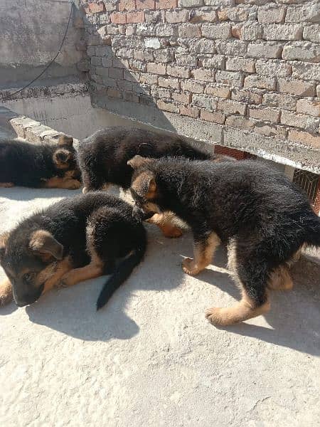 German shepherd triple coated pups 0