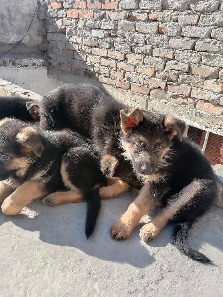 German shepherd triple coated pups 1