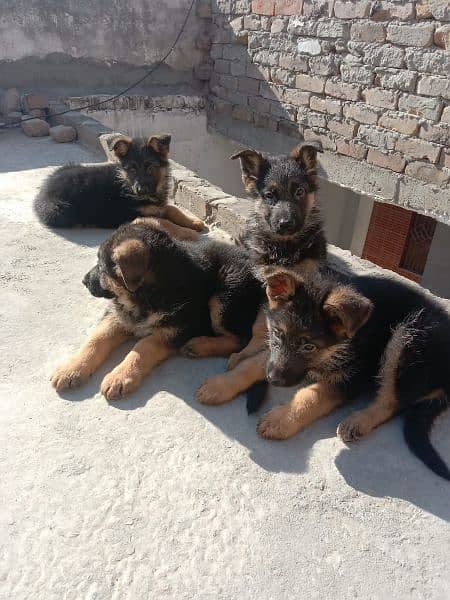 German shepherd triple coated pups 2