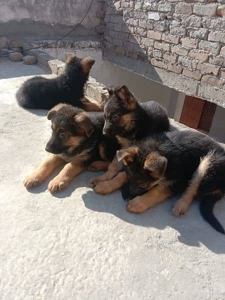 German shepherd triple coated pups 3