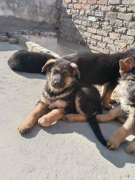 German shepherd triple coated pups 4