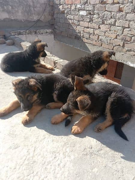 German shepherd triple coated pups 5