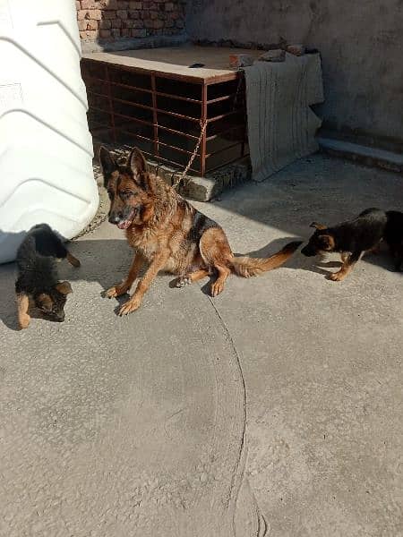 German shepherd triple coated pups 6