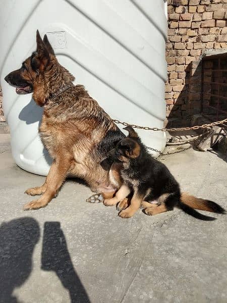 German shepherd triple coated pups 7