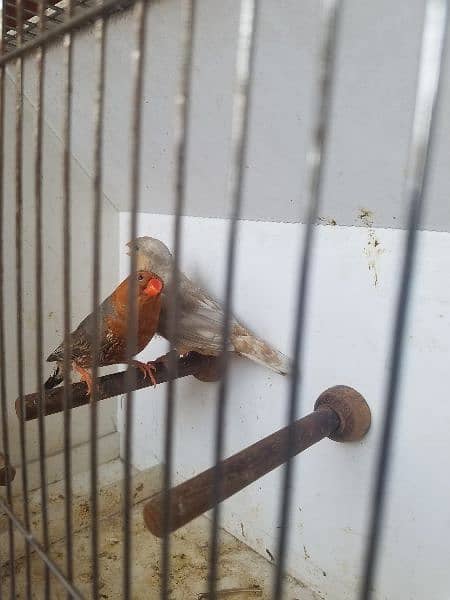 zebra finches 1