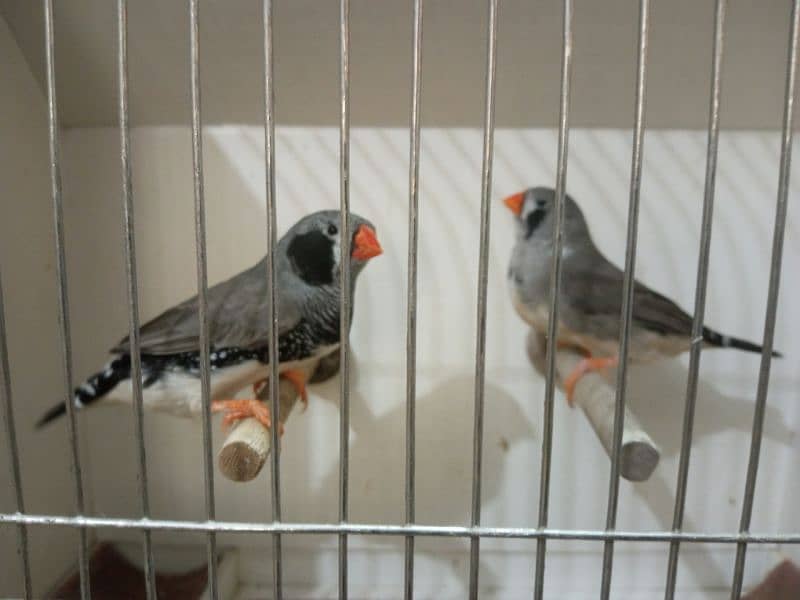 zebra finches 3