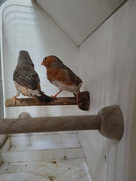 zebra finches 4