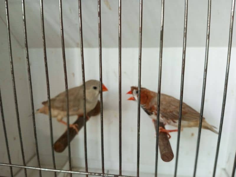 zebra finches 5