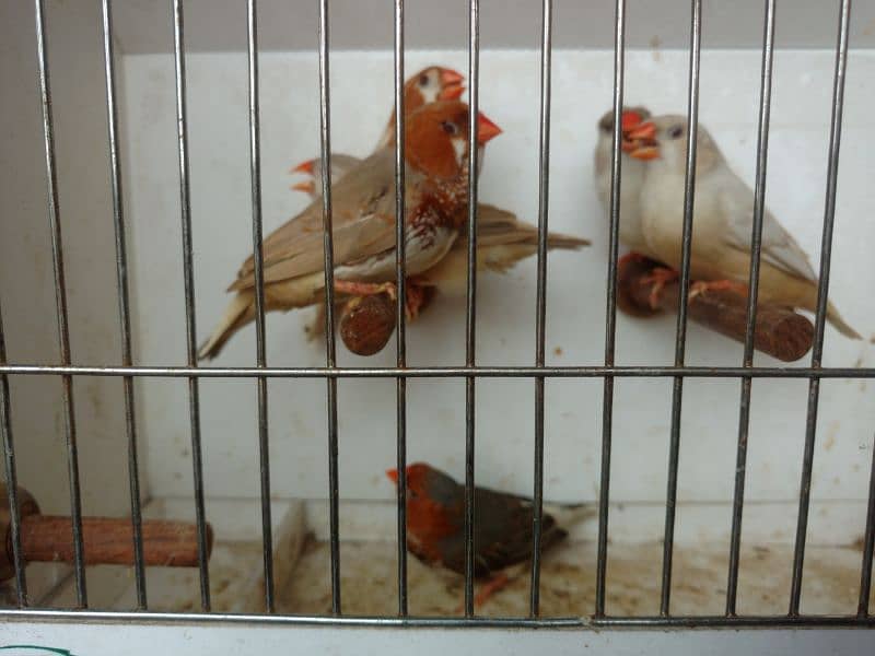 zebra finches 6