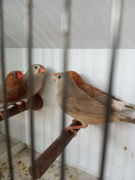 zebra finches 7