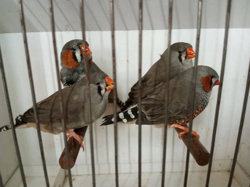 zebra finches 8