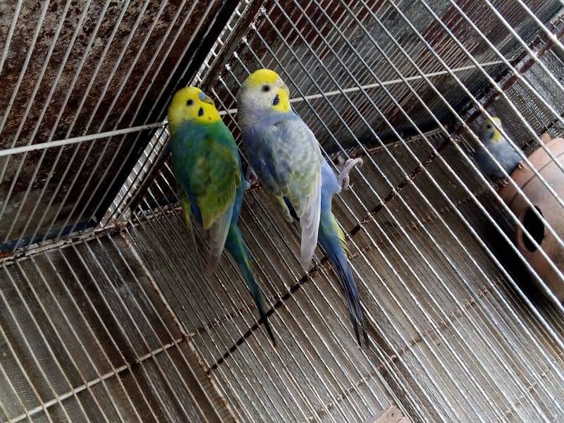 RAINBOW CLEARWING BUDGIES BAJRI 2