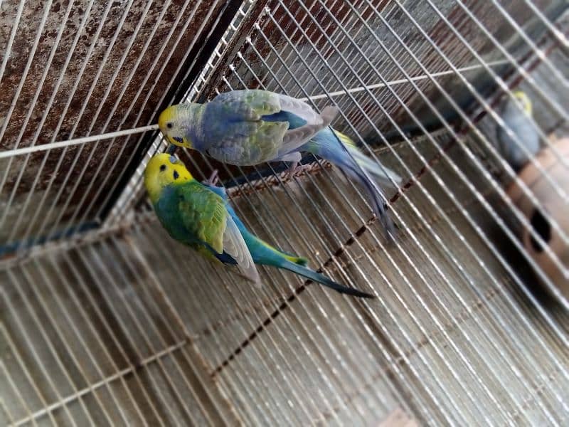 RAINBOW CLEARWING BUDGIES BAJRI 3