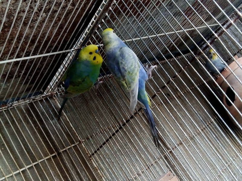 RAINBOW CLEARWING BUDGIES BAJRI 4