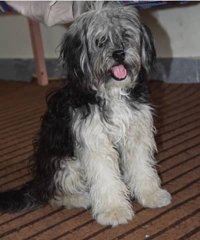 shitzue and poodle females