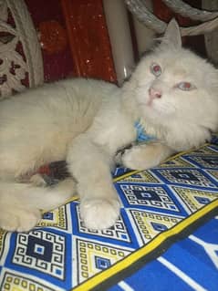 white cat parchian poti tran cat