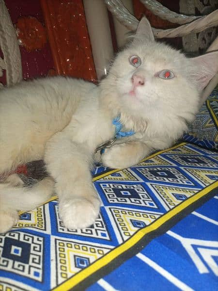 white cat parchian poti tran cat 1