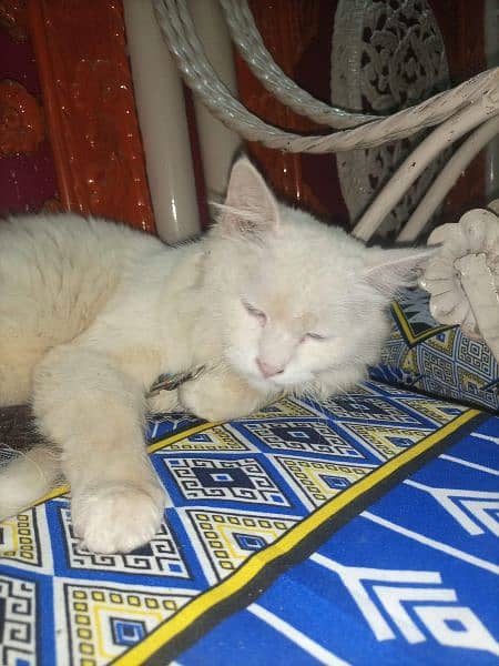 white cat parchian poti tran cat 2