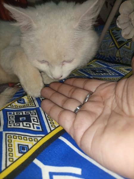 white cat parchian poti tran cat 3