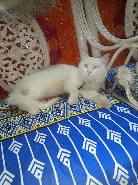 white cat parchian poti tran cat 4