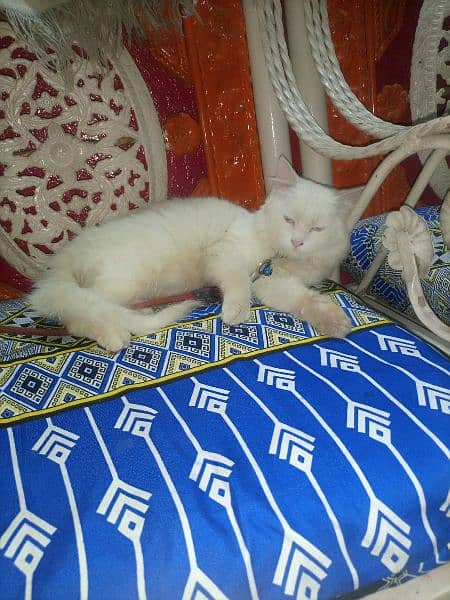 white cat parchian poti tran cat 5