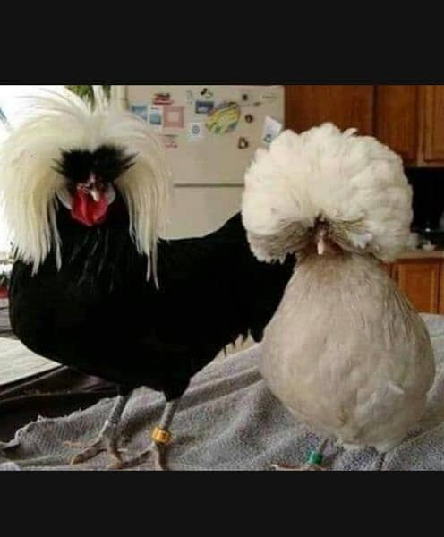 black , white ,blue and ,silver Buff polish chick's available hain 0