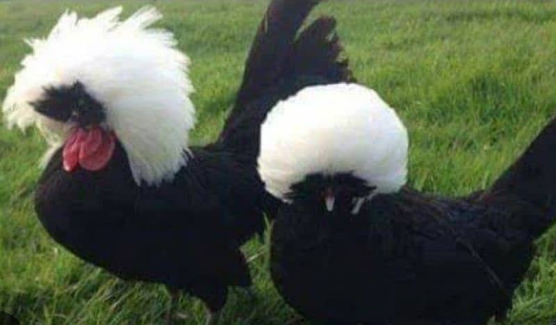 black , white ,blue and ,silver Buff polish chick's available hain 1