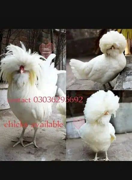 black , white ,blue and ,silver Buff polish chick's available hain 2