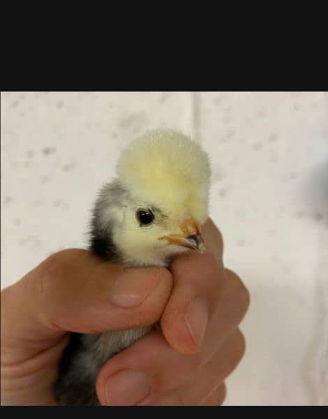 black , white ,blue and ,silver Buff polish chick's available hain 3