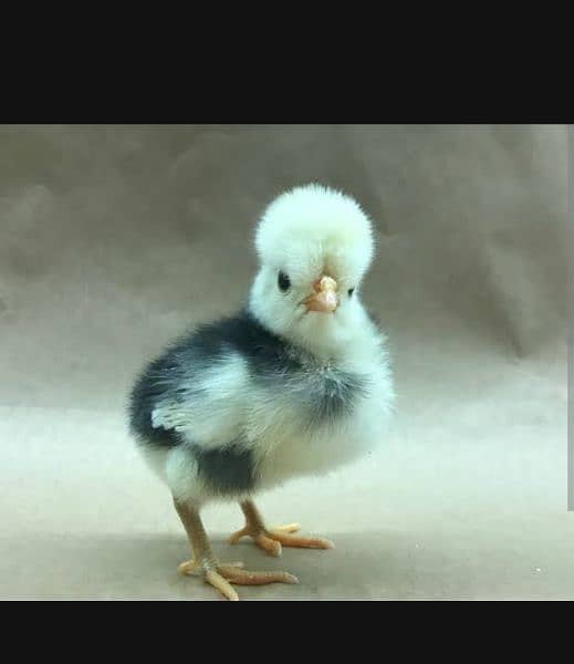 black , white ,blue and ,silver Buff polish chick's available hain 4