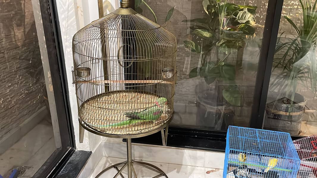 Best quality Large size cage for adult dogs or Cats and birds cages 11