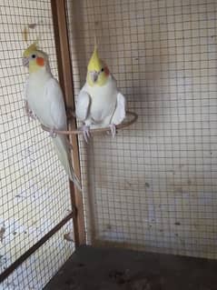 Red Eye Breeding Cocktail Bird Pair for Sale –