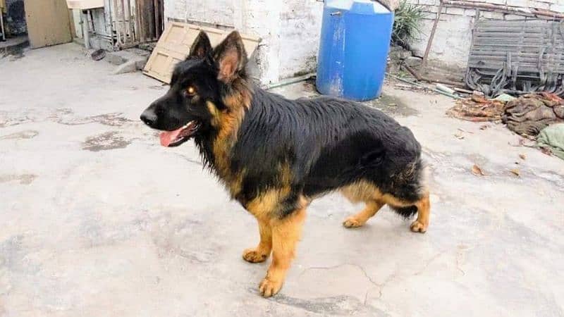 German shepherd male for meting 1